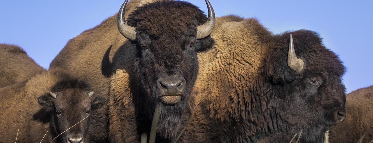 Two adult and one juvenile American bison are pictured as part of a larger group. | Bruce D. Taubert