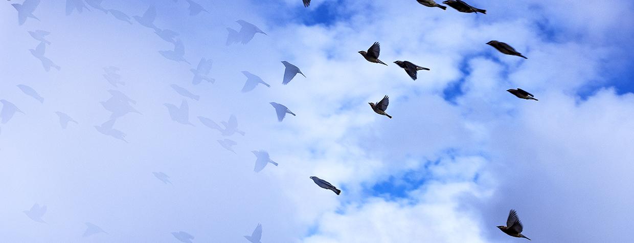 A flock of birds is partially obscured by clouds as it flies upwards against a blue and white backdrop. By Norma Jean Gargasz