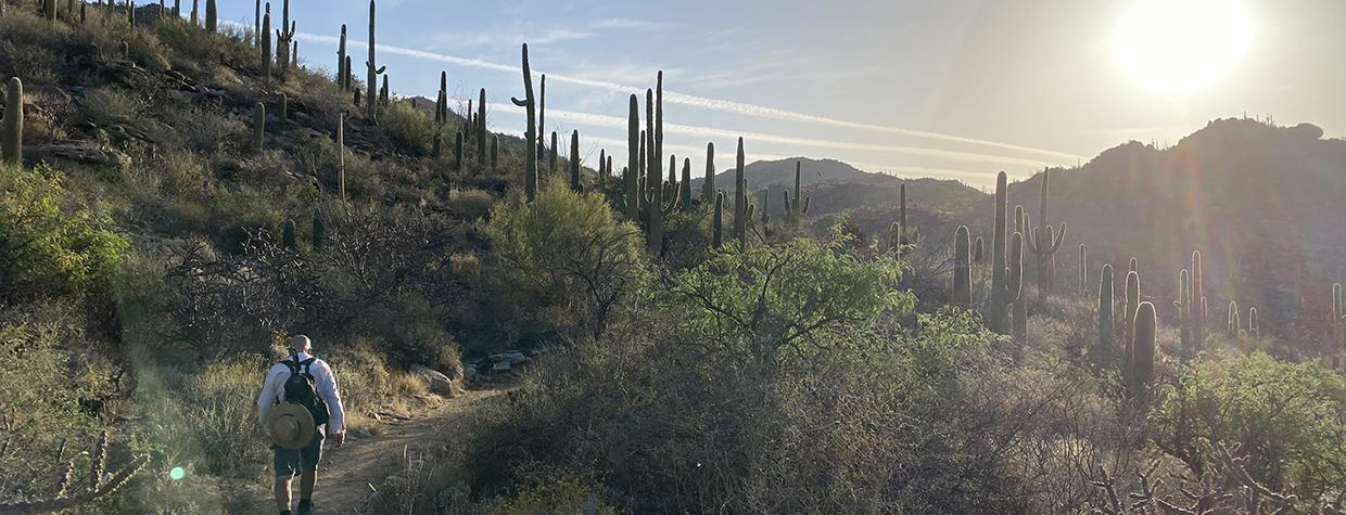 A hiker enjoys a desert trail near marana, Arizona.