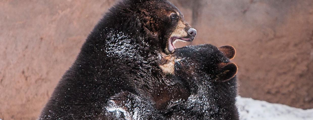 Black_Bears_Suzanne_Mathia.jpg