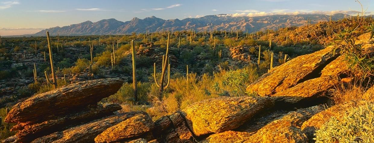 drive_0115_saguaronationaleast.jpg