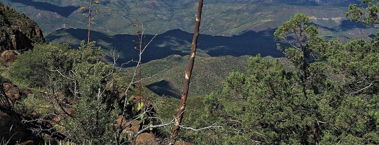 hike_central_pinemnt1112.jpg
