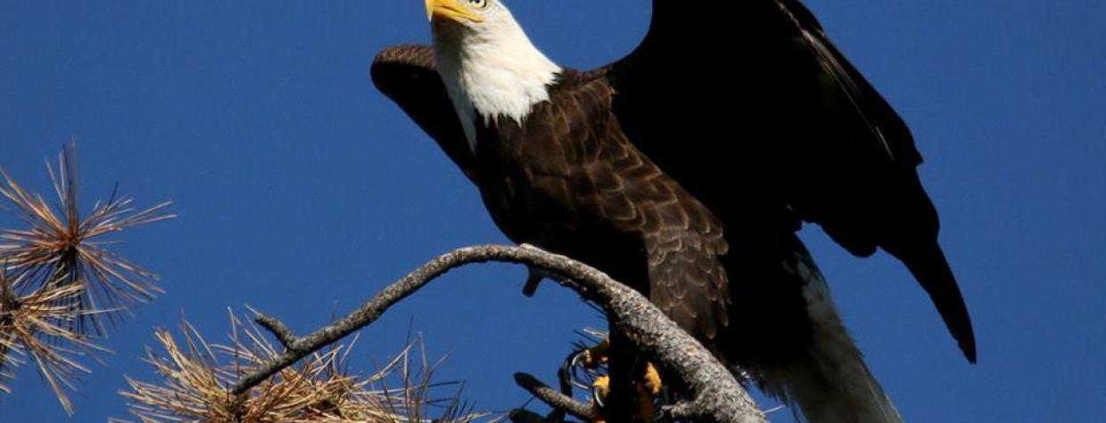 bald_eagle_matt_blankenship_woods_canyon_lake.jpg