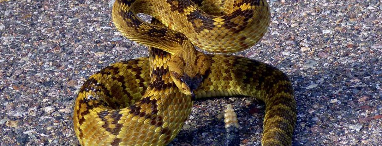 chad_harris_black-tailed_rattlesnake.jpg