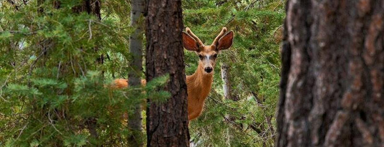 and Fish Robotic Mule Deer to Catch Poachers | Arizona Highways