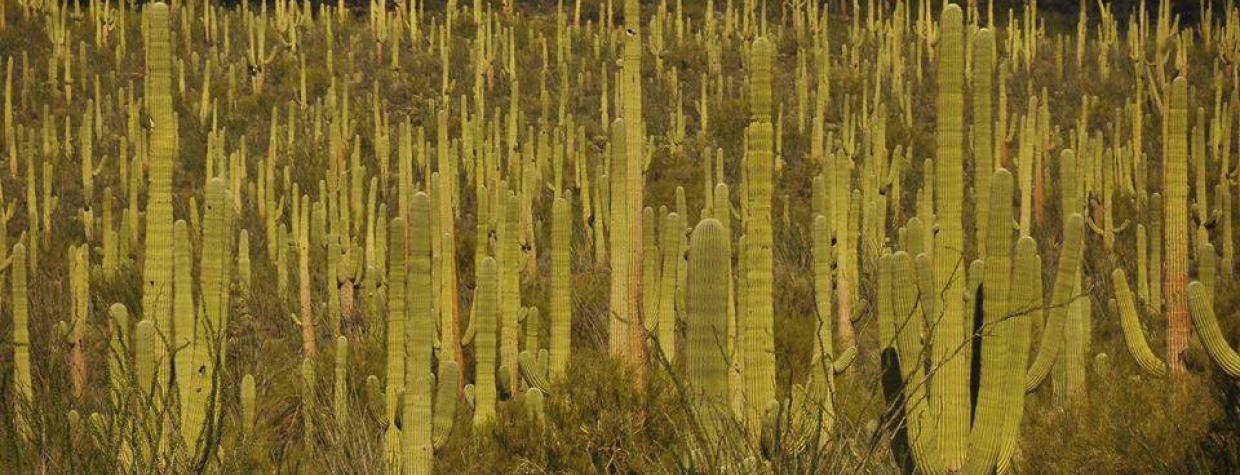 jeff_stemshorn_saguaro_national_park.jpg