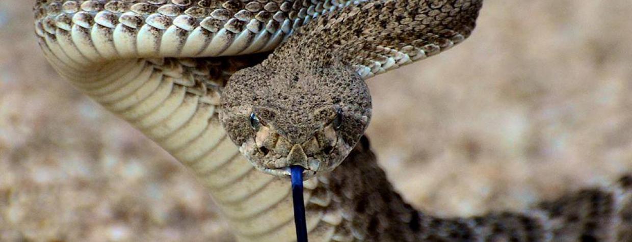 jerry clifton rattlesnake theodore roosevelt lake.jpg