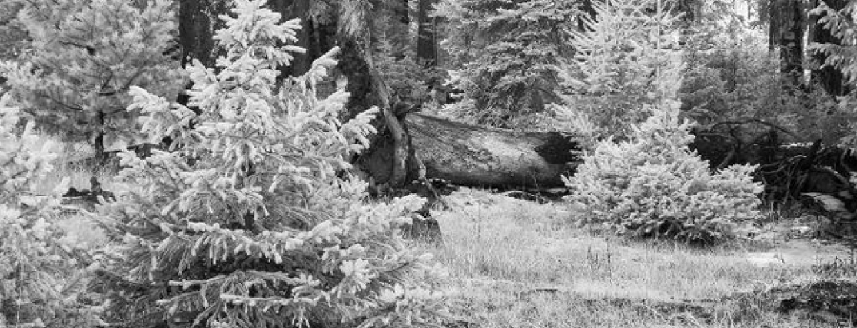 Christmas Tree Permits Arizona 2022 Apache Sitgreaves Apache-Sitgreaves Christmas-Tree Permits On Sale November 10 | Arizona  Highways