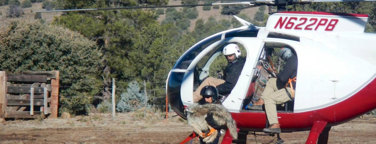 Mexican Gray Wolves Reach Record Numbers in Arizona, New Mexico