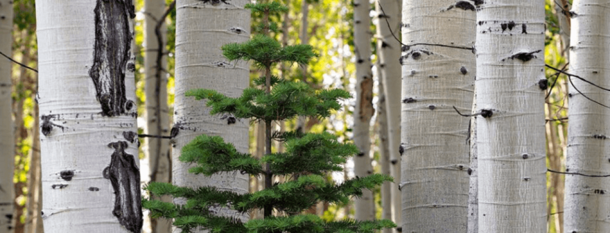 2022 Az Christmas Tree Permit Cutting Down Your Own Christmas Tree? Here's What You Need To Know | Arizona  Highways