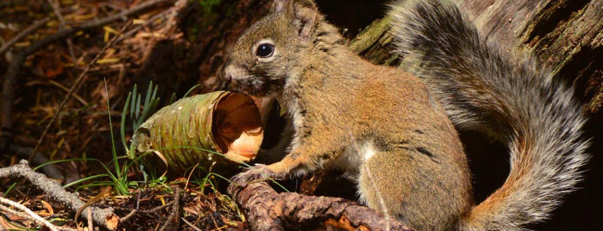 mount_graham_red_squirrel.jpg