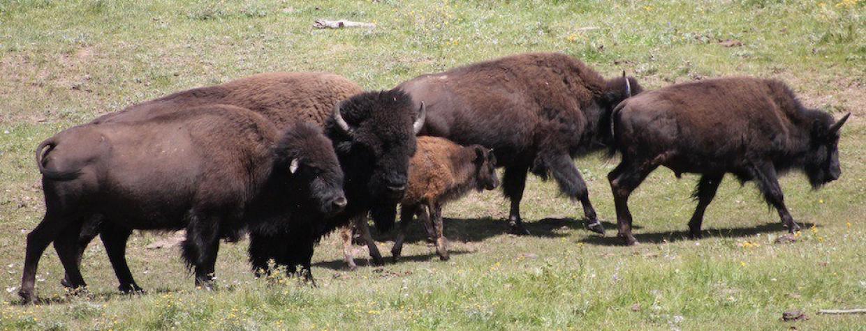 north_rim_bison_nps.jpg