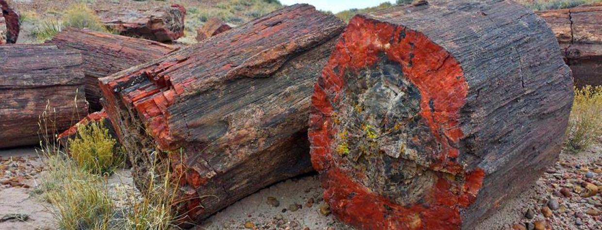 How Did Those Petrified Logs Get 'Cut'? | Arizona Highways