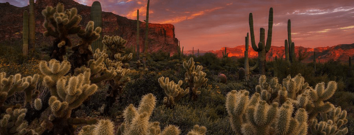 peter-james-nature-photography-superstition-wilderness.png