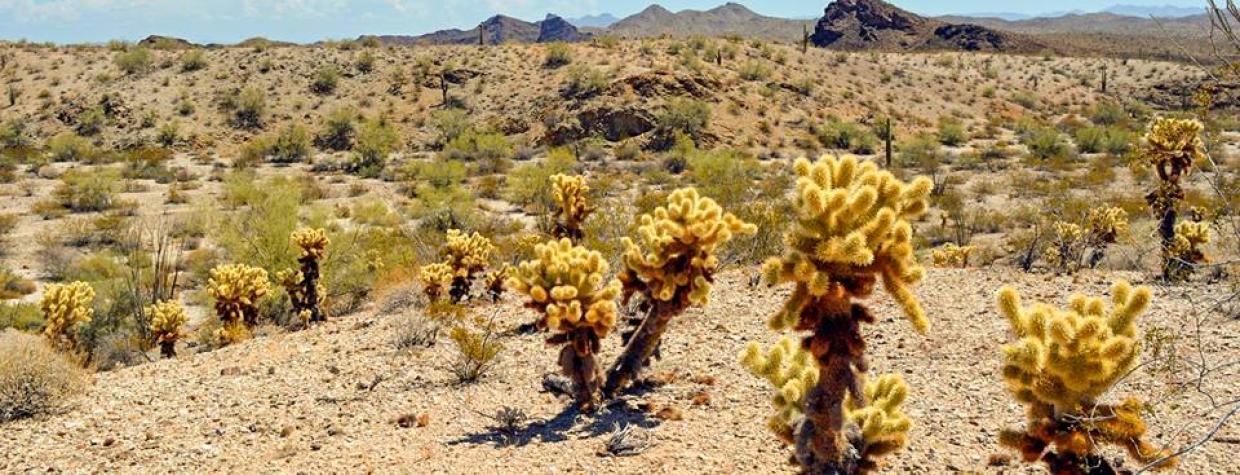 susan_stocker_sonoran_desert.jpg