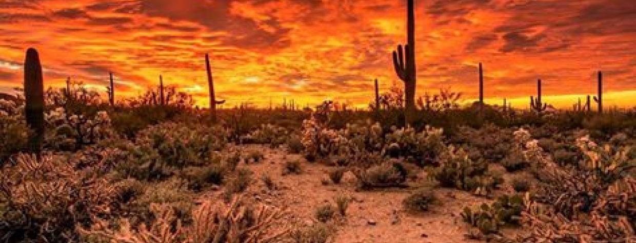 thomas_mcewen_saguaro_np.jpg