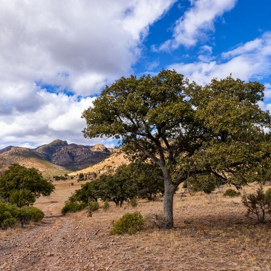 Photograph by Bruce D. Taubert