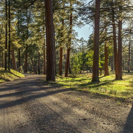 Tall ponderosa pines cast shadows on the Forest Road 307. Photo by Laura Zirino