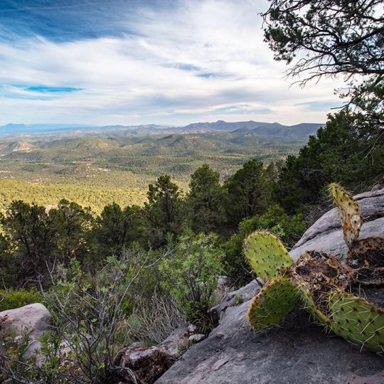 A prickly pear cactus punctuates a late-afternoon view of the Santa Maria Mountains from the Bull Springs Trail. Photograph by Joel Hazelton.