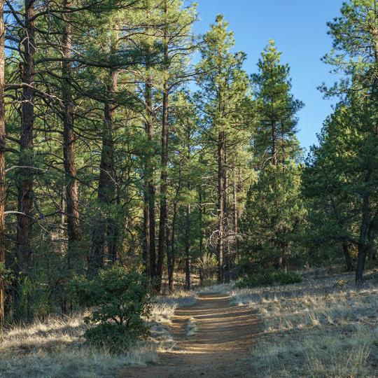 Tall ponderosa pines cast long shadows on the Salida Gulch Trail. Photograph by Laurence Parent.