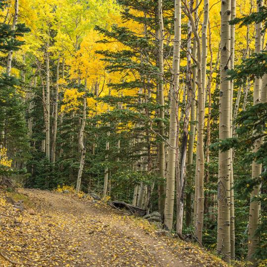 Aspen leaves litter the trail through a green and gold forest. By Laurence Parent