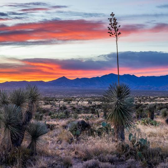 A yucca stalk punctuates a sunrise panorama to the northeast from Willow Springs Road. By Jeff Maltzman