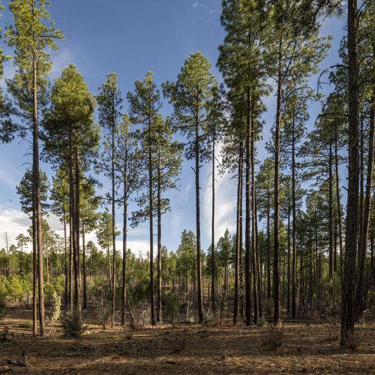 Tall ponderosa pines, such as these along Forest Road 130, form much of the scenery on the Pinedale Loop. | Anne Janes