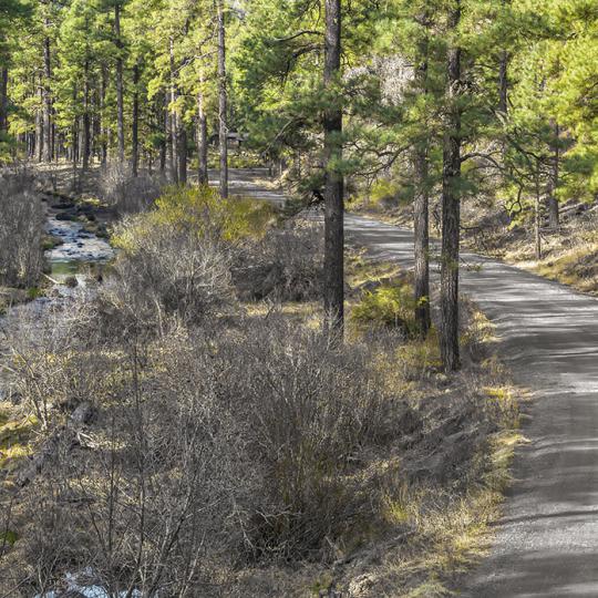 Forest Road 276 curves past ponderosa pines as it parallels the East Fork of the Black River. By Rusty Childress