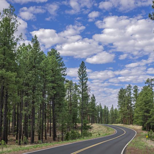 Sky-Hi Road winds through a stand of healthy ponderosa pines in the Pinetop-Lakeside area. By Rusty Childress