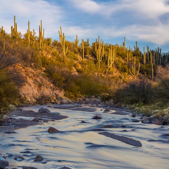Saguaros glow in morning light over one of Catalina State Park’s many washes. By Jack Dykinga