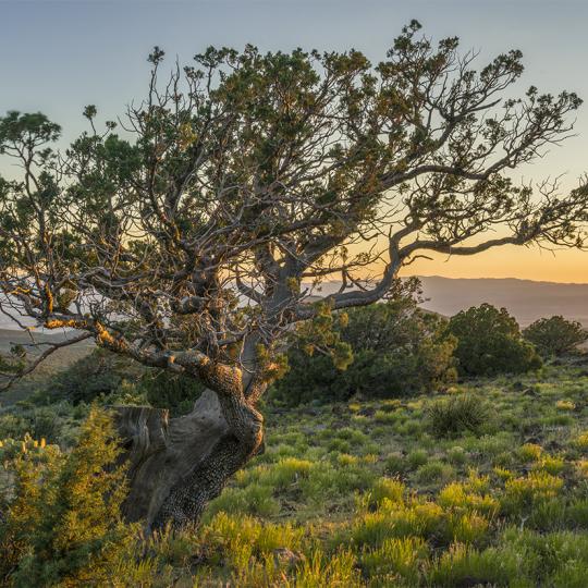 A stately alligator juniper punctuates the summit of Porcupine Mountain. | Laurence Parent