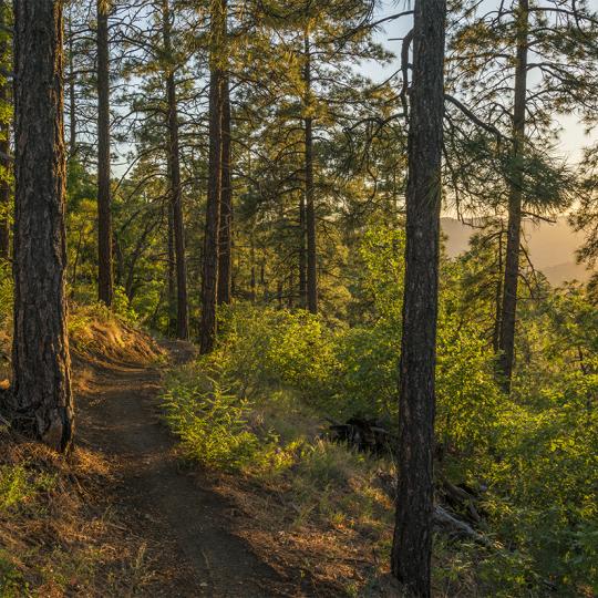 Ponderosa pine trees flank the Ranch Trail in the Prescott National Forest. | Laurence Parent