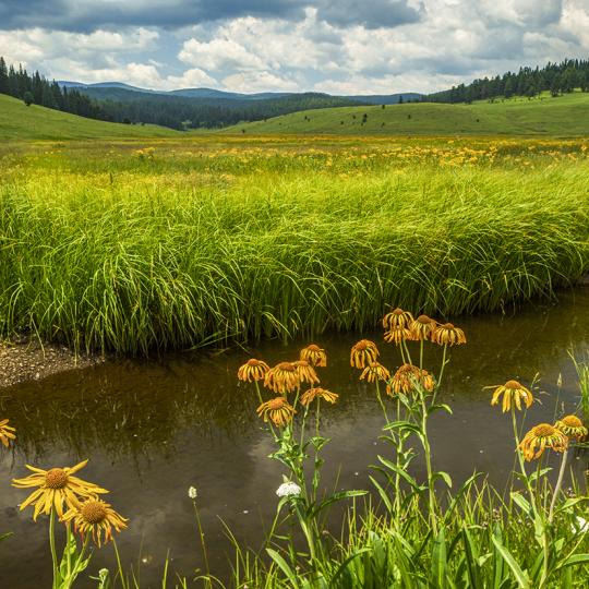 Wildflowers and grasses line the banks of the West Fork of the Black River along Eastern Arizona’s Thompson Trail. By Laurence Parent 