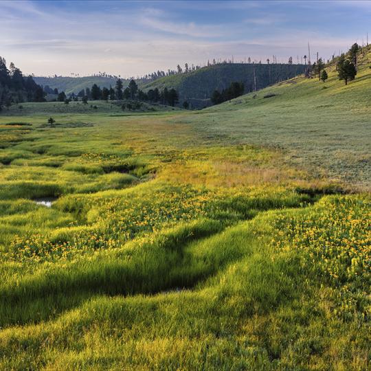 Sunrise paints a meadow along  Forest Road 249, or Three Forks Road, which is part of the Nutrioso Loop drive in the White Mountains of Eastern Arizona. | Rusty Childress