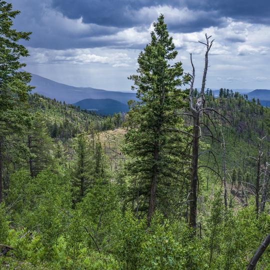 A building thunderstorm looms over the Kendrick Trail, in the Kaibab National Forest. | Laurence Parent