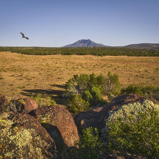 A solitary bird punctuates a view of Mount Hope from the jumble of volcanic boulders known as Anvil Rock. | SHANE McDERMOTT