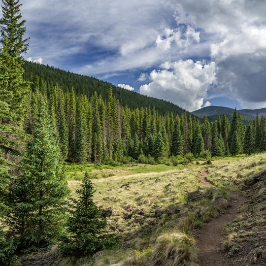 The West Baldy Trail winds through  a meadow in the White Mountains of  Eastern Arizona | Laurence Parent
