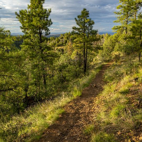 The Smith Ravine Trail offers hikers a moderate stroll through a forest of mixed conifers and hardwoods. | Laurence Parent
