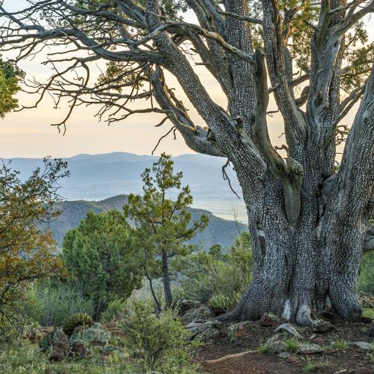 A massive alligator juniper marks the high point of Yeager Canyon Trail No. 28,  part of the Yeager Canyon Loop. | Laurence Parent