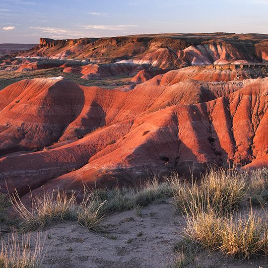 0518_petrifiedforest.jpg