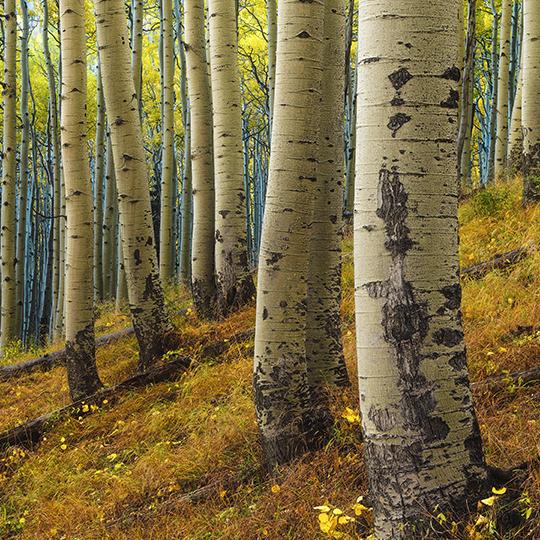 0918_innerbasintrail.jpg