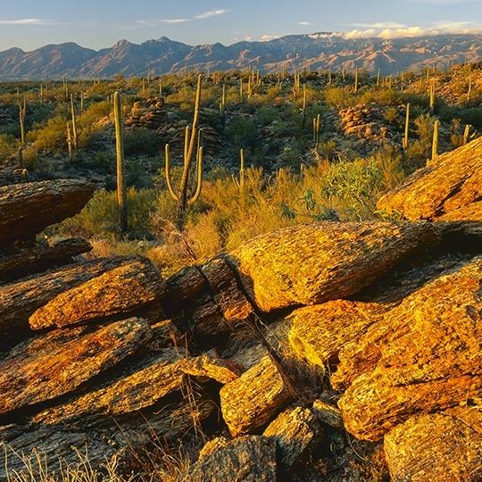 drive_0115_saguaronationaleast.jpg