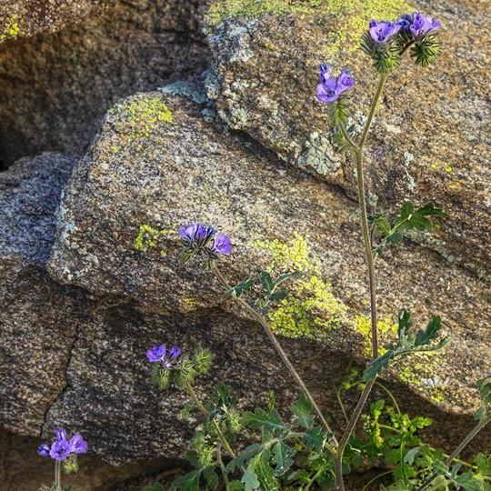 hike_0214_s_wildburro.jpg