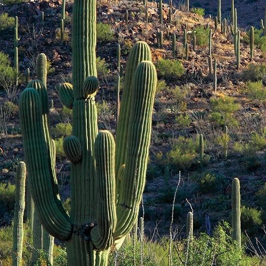 hike_0313_kingcanyontrail.jpg
