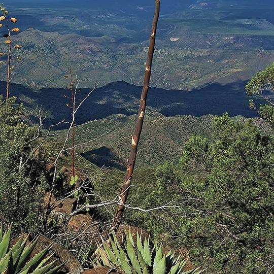 hike_central_pinemnt1112.jpg