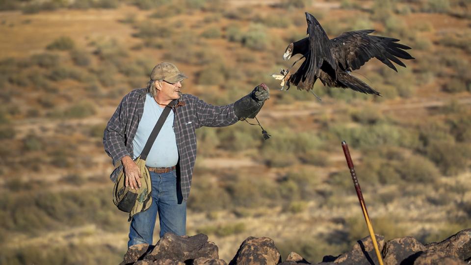 Jerry Ostwinkle offers a treat to a golden eagle approaching to perch on his arm. By Bruce D. Taubert
