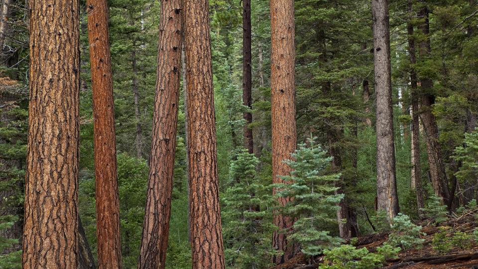 Reddish ponderosa pine trunks contrast with green pine, spruce and Douglas-fir needles on the Kaibab Plateau, north of the Grand Canyon. Featuring elevations of up to 9,200 feet, the Kaibab Plateau is known for mild summers and snowy winters. By Tom Bean