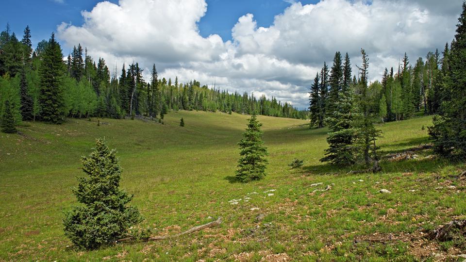 Evergreens surround one of the Kaibab Plateau’s many expansive meadows as monsoon clouds gather in the sky. Such meadows are ideal for spotting the plateau’s wildlife, which includes mule deer, pronghorns and a non-native herd of bison. By Shane McDermott
