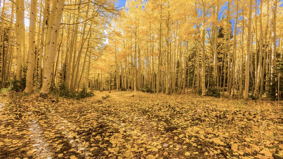 The fallen leaves of aspens create an autumnal blanket in the Kaibab National Forest. | BYRON NESLEN
