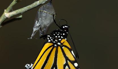 Photograph by Bruce D. Taubert